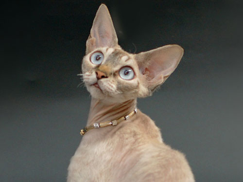 Santala's Nyah. Devon Rex Cat.Female,Seal Silver Tabby